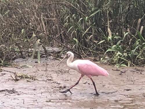 Puntarenas Private Rainforest Treetop Skywalk and Tarcoles River Cruise Excursion