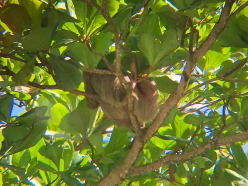 Puntarenas Private Zipline Canopy Adventure and Boat Safari Excursion