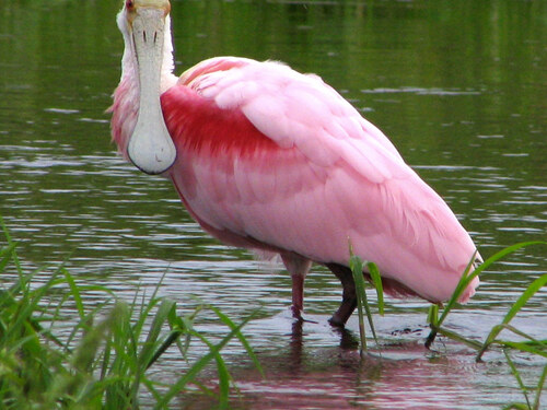 Puntarenas Tarcoles River Trip Prices
