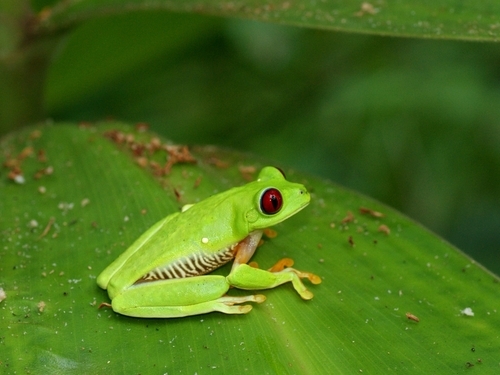 Puerto Caldera Costa Rica city sightseeing Trip Prices