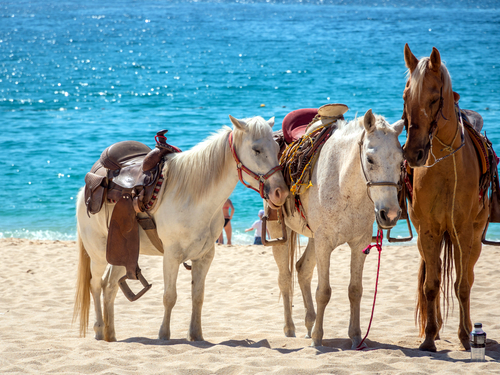Cozumel Mexico  Trip Reservations