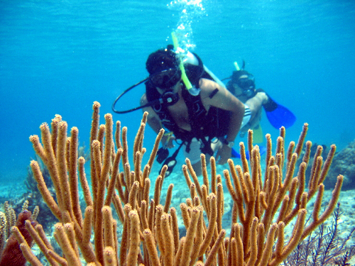 Cartagena  Colombia learn basic scuba diving skills Excursion