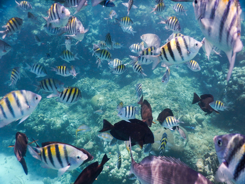 Roatan 2 Reef Snorkel Cruise Excursion Tickets