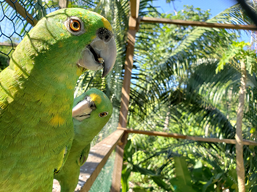 Roatan Honduras Family Shore Excursion Tickets