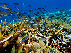 Roatan Barrier Reef Drop-Off Snorkel Adventure Excursion