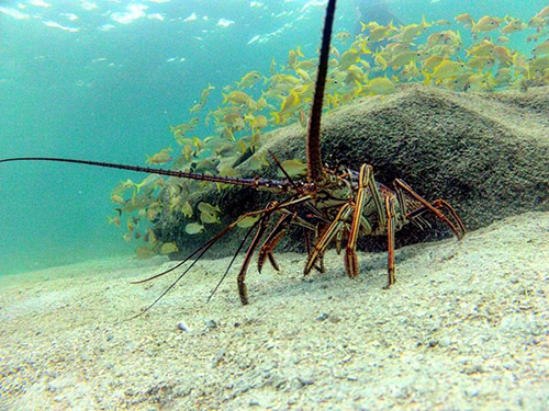 Roatan Honduras Marine Park Sightseeing Excursion Booking