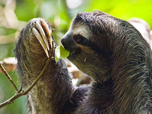 Roatan Honduras Monkey and Sloth Shore Excursion Booking