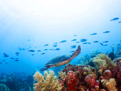 Roatan Clear Boat, Snorkeling, and Private Beach Club Excursion