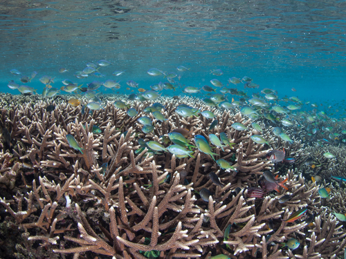 Roatan Cordelia Banks Snorkel Shore Excursion Tickets