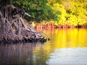 Roatan East End Sightseeing, Island Mangroves, Iguana Farm and Coral Reef Snorkeling Excursion