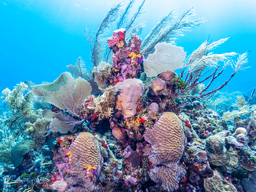 Roatan Honduras Family Sightseeing Tour Reviews