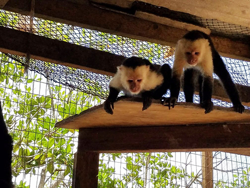 Roatan French Cay Shore Excursion Reviews