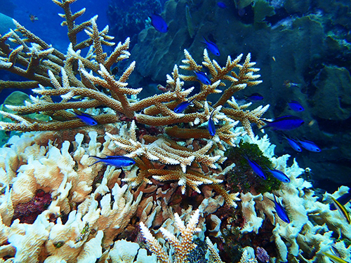 Roatan Honduras All in One Shore Excursion Reviews