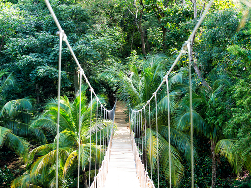 Roatan Hanging Bridge Tour Reservations