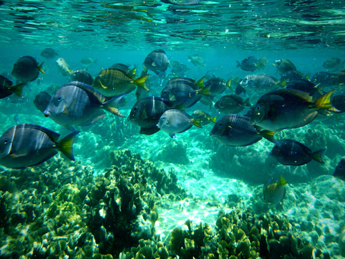 Roatan Honduras 2 Reef Snorkel Cruise Excursion Prices