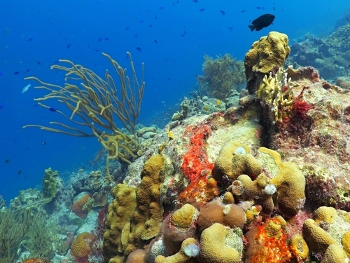 Roatan Honduras All Inclusive Snorkel Shore Excursion Booking