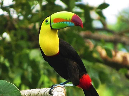Roatan Honduras Monkey and Sloth Shore Excursion Reviews