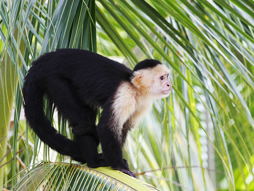 Roatan Honduras Animal Sanctuary Cruise Excursion Cost