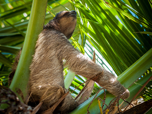 Roatan Monkey and Sloth Sightseeing Trip Reservations