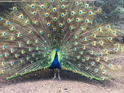 Roatan Flora and Fauna Sightseeing Trip Tickets