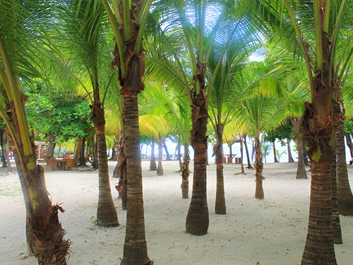 Roatan Honduras History Sightseeing Trip Tickets