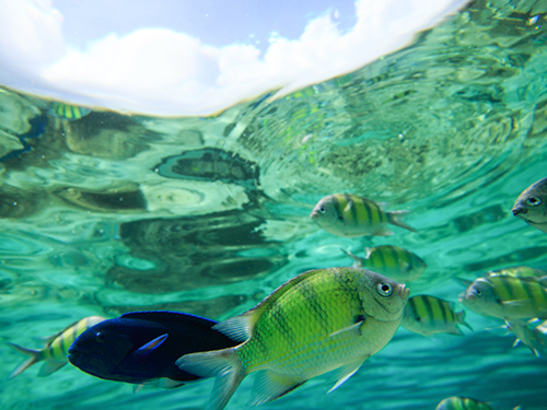 Roatan Blue Channel Adventure Cruise Excursion Reviews