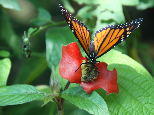 Roatan Honduras Jungle Treetop Tour Tickets