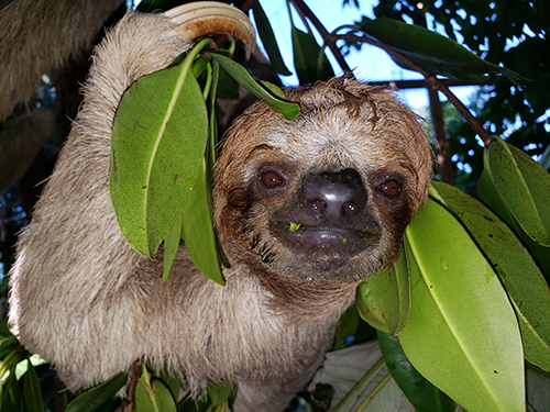 Roatan Beach Break Shore Excursion Booking