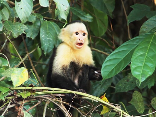 Roatan Honduras Monkey and Sloth Sightseeing Excursion Cost