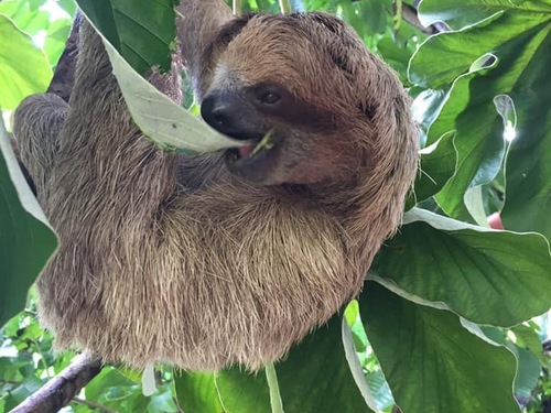 Roatan Daniel Johnson Sanctuary Trip Tickets