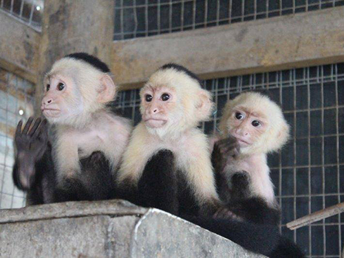 Roatan  Honduras Monkeys Trip Reviews
