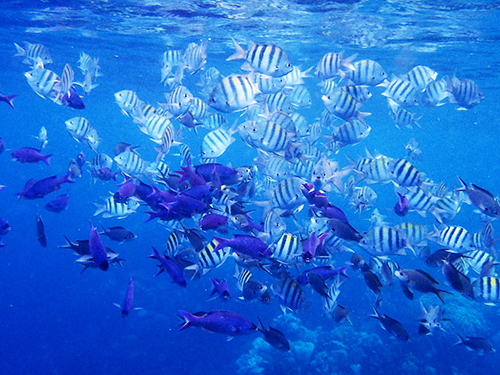 Roatan  Excursion Cost