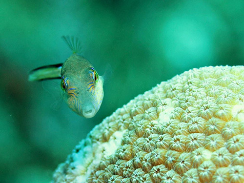 Roatan mr bud Diving Excursion Tickets