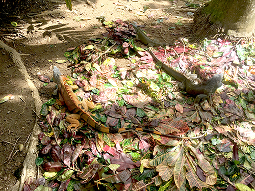 Roatan History Sightseeing Trip Cost