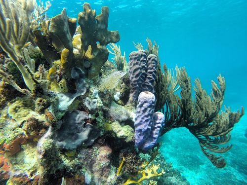 Roatan  Honduras Reefs Excursion Booking