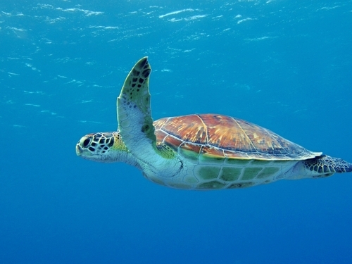 Roatan Honduras Sail and Snorkel Snorkel Shore Excursion Prices