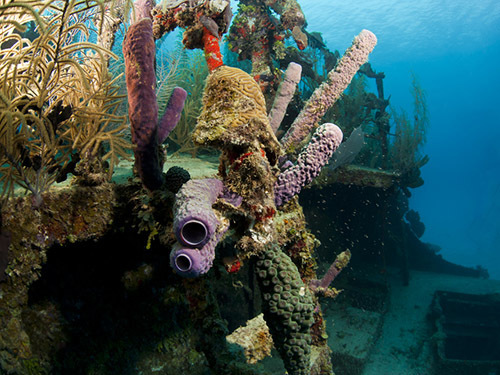 Roatan  Honduras Shipwreck Cruise Excursion Reviews