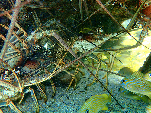 Roatan Monkeys Tour Booking