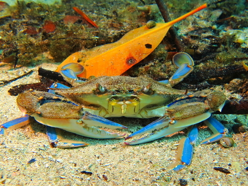 Roatan Honduras  Snorkel Trip Prices