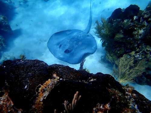 Roatan Hydrobike Adventure, Reef Snorkeling, and Beach Break Excursion 	