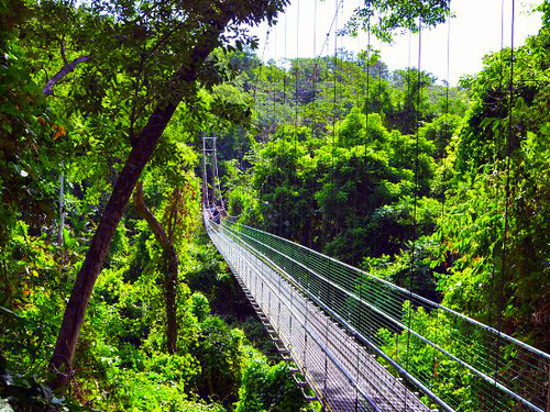 https://www.shoreexcursioneer.com/imgs/roatan_jungle_walkways_excursion_reservations_201-12.jpg