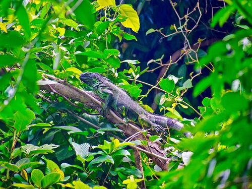Roatan Jungle Zip Line Excursion Tickets