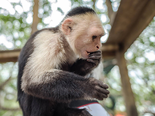Roatan Monkey and Sloth Sightseeing Trip Booking