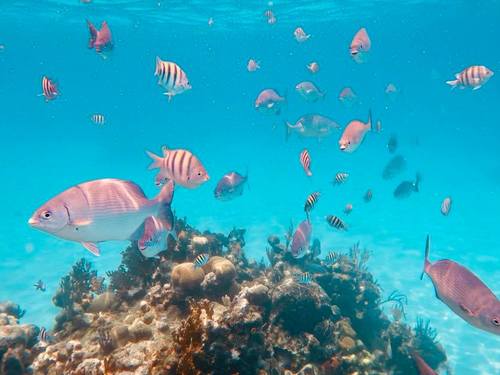 Roatan Mayan Princess Beach Resort Excursion Cost
