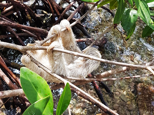 Roatan Honduras Zip Lines Cruise Excursion Reservations