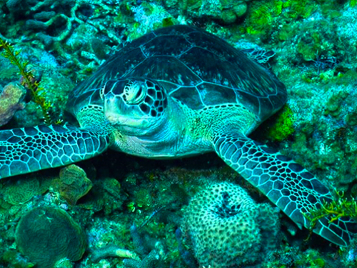 Roatan glass bottom Shore Excursion Tickets