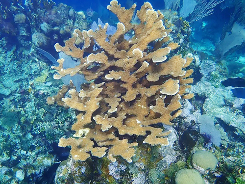 Roatan snorkel Trip Reservations