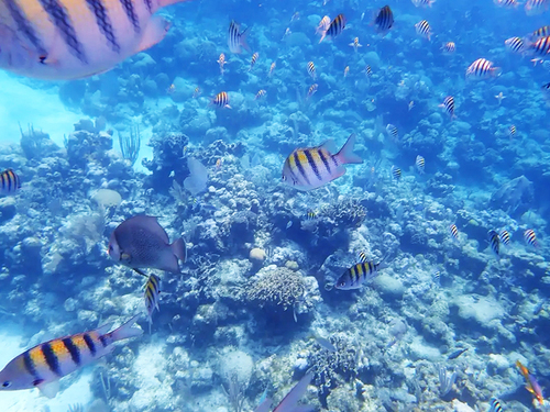 Roatan monkey Excursion Reviews