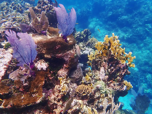 Roatan beach bradys cay Shore Excursion Cost