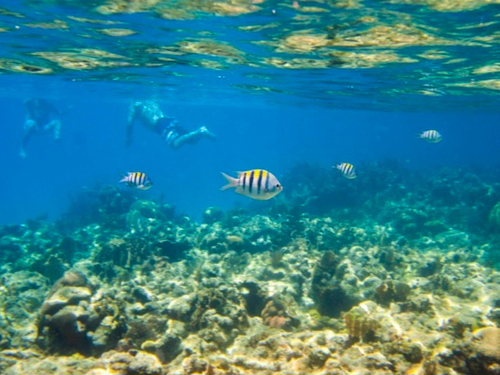 Roatan beach bradys cay Trip Tickets